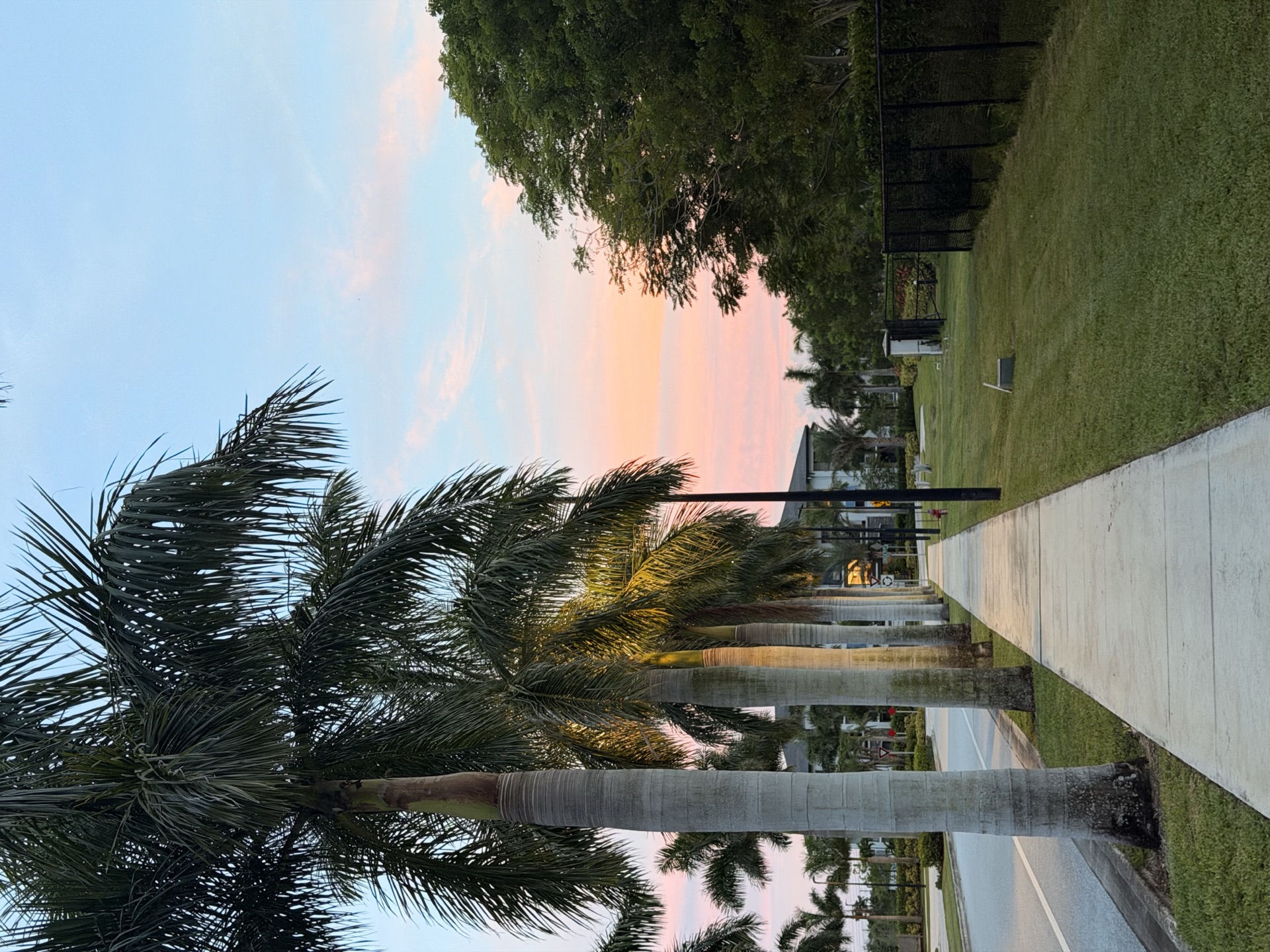 Palm-lined sidewalk at sunset near the apartment buildings