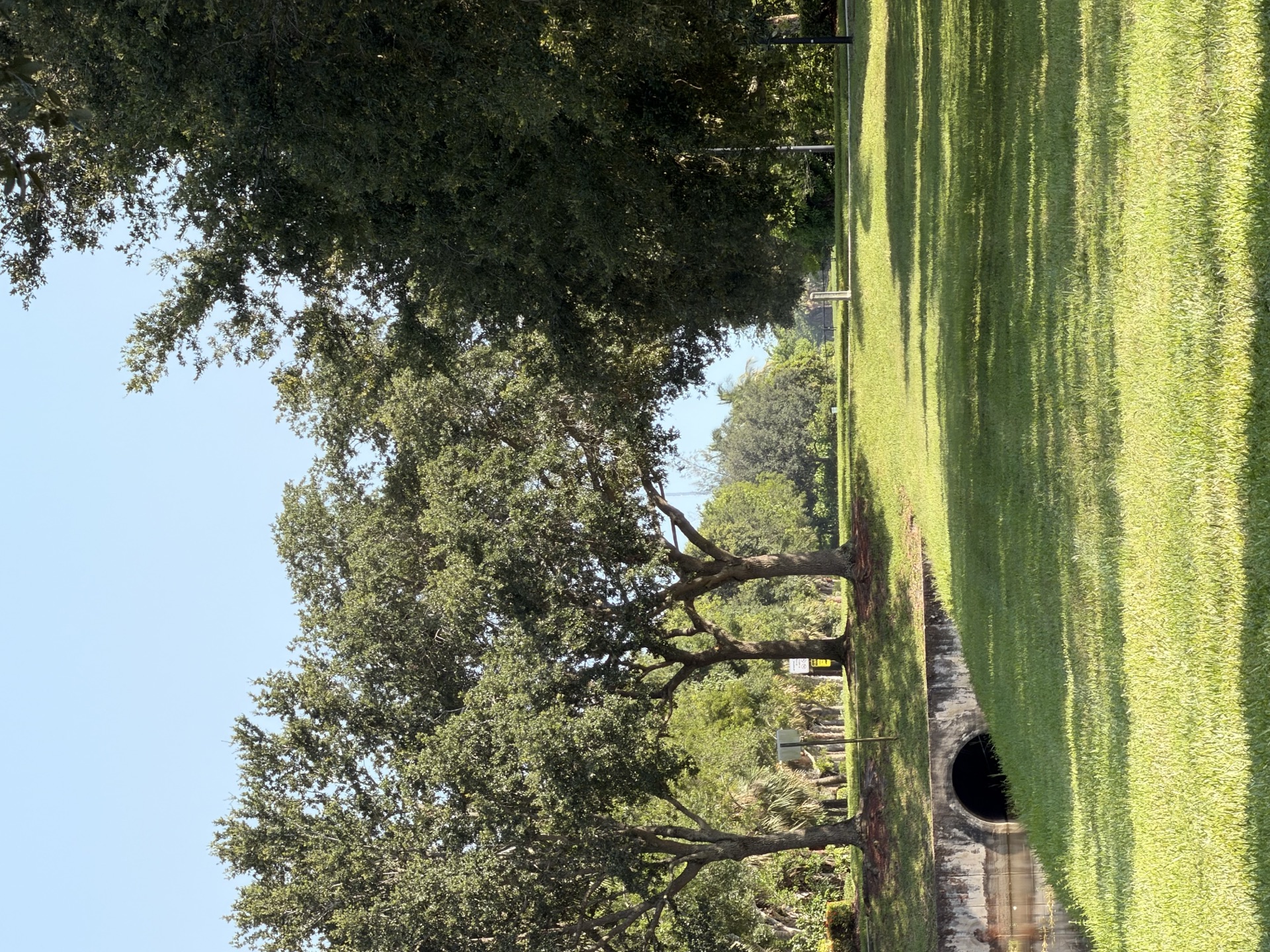 Sunny grassy green space in the neighborhood